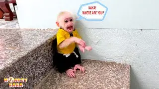 Monkey Mit waiting for Monkey Kaka on the stairs looked pitiful