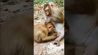 #monkeyangkor