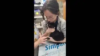 YTI Externship: Canine Sternal Recumbency for Cephalic Venipuncture Restraint