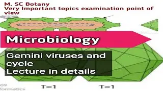 Gemini Virus Cycle #Gemini virus lecture