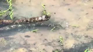 Watching Life Begin: Tadpoles & Construction &mdash; Nature&rsquo;s Duality