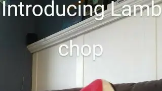 Lamb chop the puppet