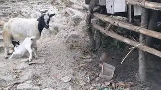 Cute Baby Goats Feeding in Nepal - Clip