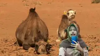 VIRUS MERS-COV 