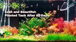 80 Days Later: Stunning Planted Tank Transformation! #plantedtanksetup #plantedaquarium