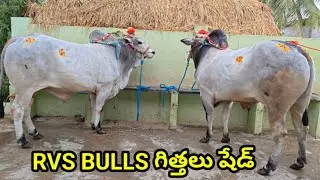 RVS BULLS చినపులిపాక పులిపాక గ్రామం తోట్లవల్లూరు మండలం కృష్ణాజిల్లా వారి గిత్తల షెడ్డు