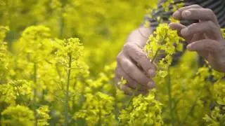 Manitoba Canola Growers Association - Sustainability