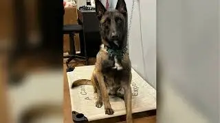 Top Dog Trainer in Bothell WA: Obedience, Service, & Therapy Training Experts