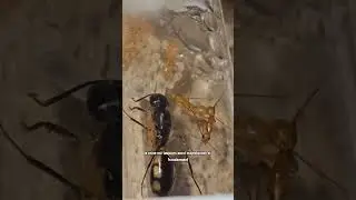 Mes Camponotus maculatus du Kenya !