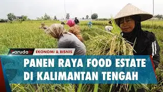 Swasembada Pangan Berhasil! Food Estate di Kalimantan Tengah Mulai Panen Raya