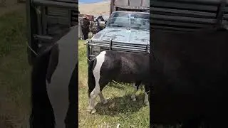 Miniature horses #bulls #calves #cows