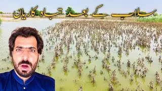 selaab ke baad ki tabah kariyaan | satluj river flood | selab se tabahi