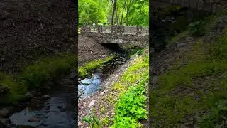 Relaxing stroll through the park with calming small creek