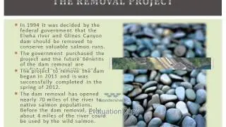 Project Save the Salmon