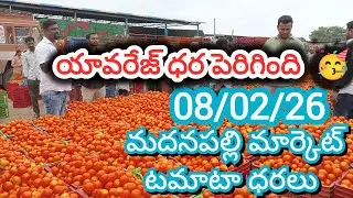 08/02/26 Madanapalle Tomato Market Price Today || Today Tomato Market Rate In Madanapalle #today