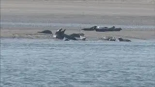 The seal colony on Bull Island 17 September 2020
