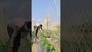 easy way to make cucumber trellis 👌👍🏿