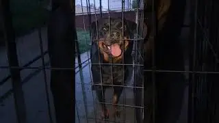 What are the signs of a female dog going in heat?
