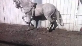 Caballo bailadore en la puente