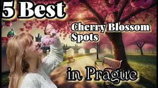 Lost in a Pink Paradise. 5 Best Cherry Blossom Spots in Prague You Can&rsquo;t Miss!