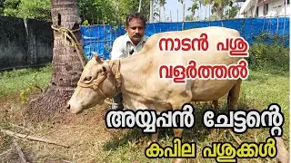 അയ്യപ്പൻ ചേട്ടൻറെ കപില പശുക്കൾ |നാടൻ പശു വളർത്തൽ|Native cow farm|dairy farming malayalam