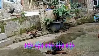 FAUZANA LAGU POP MINANG TERPOPULER | CIINAN BANA JANJI KA JANJI TARUMIK PARASAAN MAHAROK CINTO 🎶