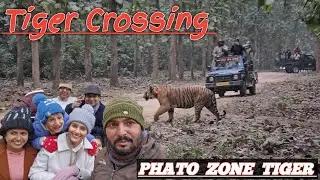 Tiger crossing phato zone ! Wildlife Phatography ! Indian wildlife #nature #wildlife #winterholiday 