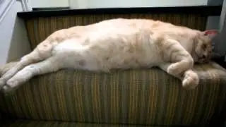 One Big Kitty - Hill's Metabolic Diet