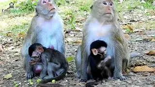 Why female monkey Rossa want bite Jane,Mom Jane and Tarzanna so scare
