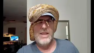 Dwarf Hypo Boa constrictor video, how's Leo doing Nov 6th? #hypoboa