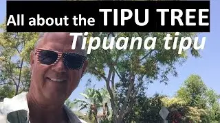 Все о дереве Типу - Типуана типу