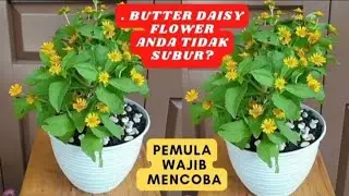 TIPS CARA MERAWAT TANAMAN MATAHARI MINI ATAU KOLGET SUPAYA SUBUR DAN RIMBUN