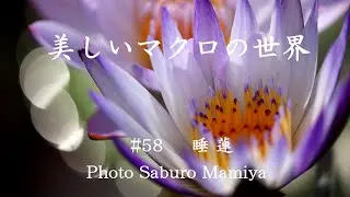 美しいマクロの世界＃58　睡蓮