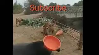 Buffalo stunt video.  #shorts