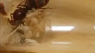 ant colony first nanitics