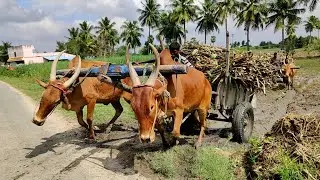 New Young Bullock Cart Heavy Load Upwards Pulling | ox video