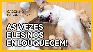 BAGUNÇA? Não deixe seu cão te enlouquecer!  - Momento Pet - Adestramento