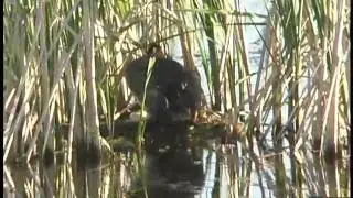 Red-necked Grebe at nest