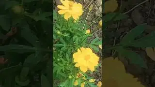amazing 🌺🌹/beautiful flowers,#flowers,#nature,#scenery,#shorts,#viralshorts,#YouTubevideos,#botanzoo