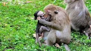 BREAK HEART MOM DAISY BITE HER BABY DAX CRY HUNGRY ASK TO STOP MOM DID ON HIM |