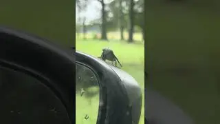 Insect Drone
