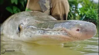 Fishing in Thailand @ Jurassic Mountain Resort and Fishing Park: Fishing for alligator gar