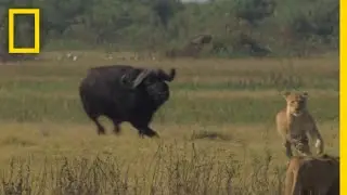 Buffalo Bull Chase - The Last Lions Deleted Scenes | National Geographic