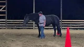 Clicker Training with Raven 080825 Part 1