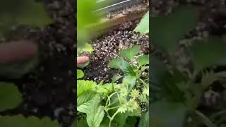 Finding Two-Spotted Spider Mites on young cucumber