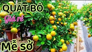 Quất Tết 2026 - MỄ SỞ VĂN GIANG HƯNG YÊN - ĐẸP XUẤT SẮC - Số Lượng Khủng 
