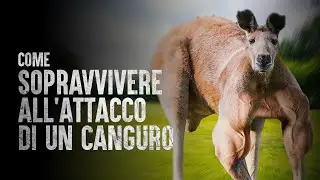 Come Sopravvivere all'Attacco di un Canguro