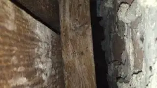Bat bugs