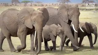 King's College London - Combating Ivory Poaching | CH Video