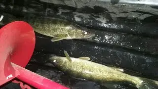 Fat Daddy Walleye On The Line!!
